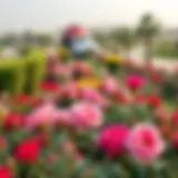 A panoramic view of a rose garden in Dubai showcasing vibrant blooms