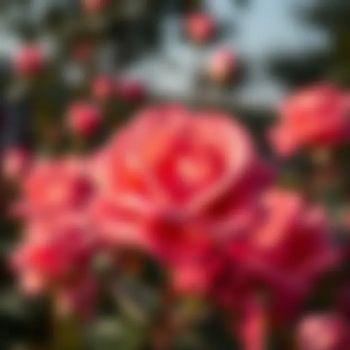 Close-up of a unique rose variety blooming in Dubai's gardens